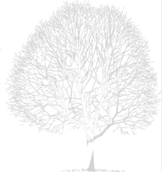 JAWOR S. J.